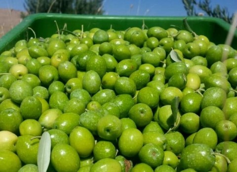 تصویر 4 از خرید و قیمت زیتون تازه چیده شده + فروش عمده