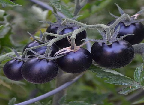 تصویر 1 از خرید گوجه زیتونی سیاه + قیمت فروش استثنایی