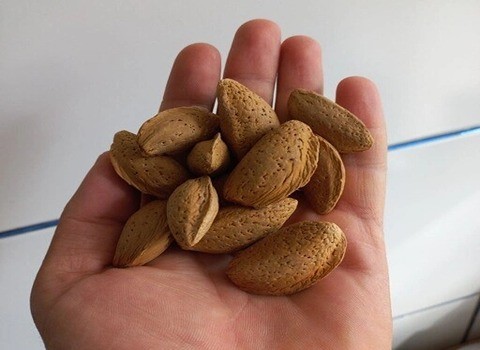 تصویر 1 از خرید و فروش بادام مامایی صادراتی با شرایط فوق العاده