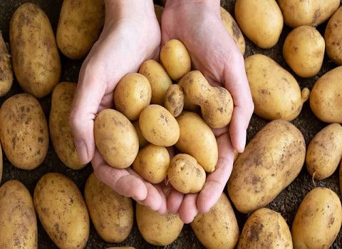 تصویر 1 از خرید سیب زمینی جلی + قیمت فروش استثنایی