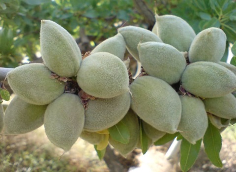تصویر 2 از خرید بادام درختی سبز + قیمت فروش استثنایی