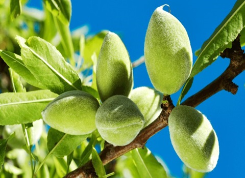 تصویر 1 از خرید بادام درختی سبز + قیمت فروش استثنایی