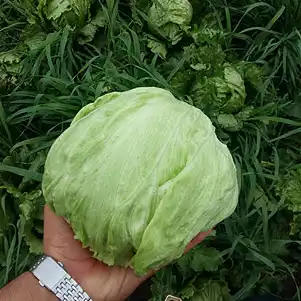 تصویر 4 از قیمت کاهو آیسبرگ صادراتی + خرید باور نکردنی