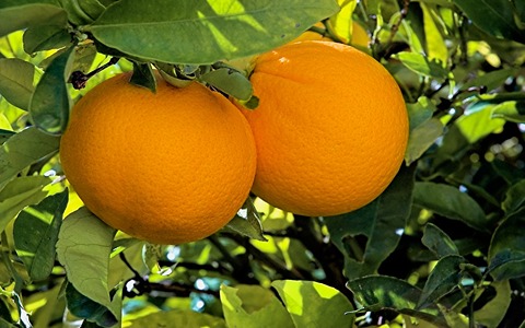 تصویر 4 از خرید و قیمت پرتقال و نارنگی + فروش عمده
