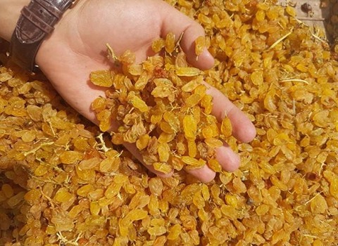 تصویر 4 از قیمت کشمش گلدن صادراتی + خرید باور نکردنی