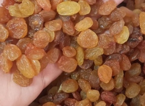کشمش تیزابی لوکس + فروش فله