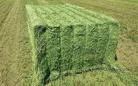 تصویر 3 از قیمت یونجه خشک برای دام + خرید باور نکردنی