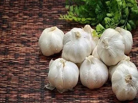 تصویر 3 از خرید و قیمت سیر سفید همدان + فروش عمده