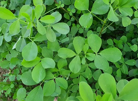 تصویر 4 از قیمت خرید یونجه غذای گاو عمده به صرفه و ارزان