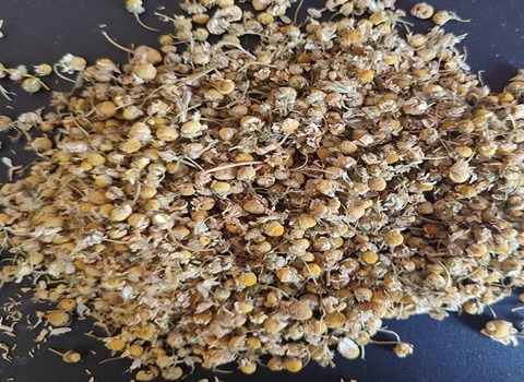 قیمت خرید گیاه خشک شده بابونه + فروش ویژه