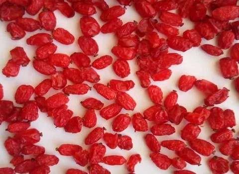 تصویر 2 از قیمت خرید زرشک قرمز دونه اناری درجه 1 + فروش ویژه