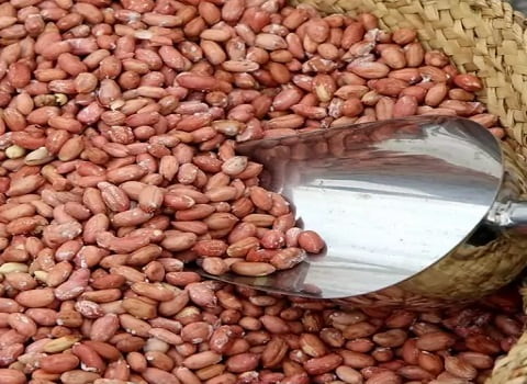 خرید و فروش بادام زمینی آستانه عمده با شرایط فوق العاده