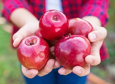 تصویر 4 از فروش سیب درختی سمیرم + قیمت خرید به صرفه