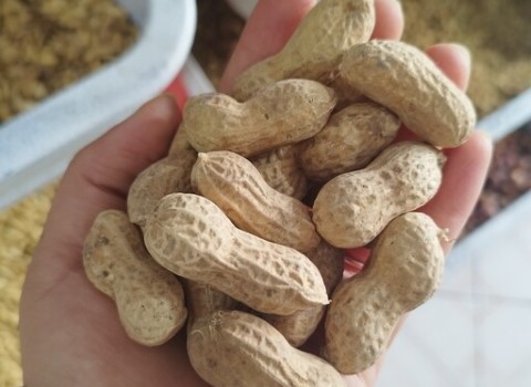 تصویر 3 از خرید بادام زمینی فله آستانه + قیمت فروش استثنایی