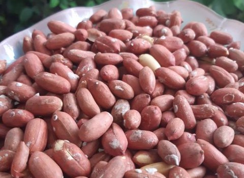 تصویر 1 از قیمت خرید بادام زمینی قرمز + فروش ویژه