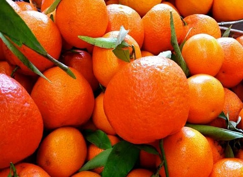 تصویر 3 از خرید نارنگی پیج شمال + قیمت فروش استثنایی