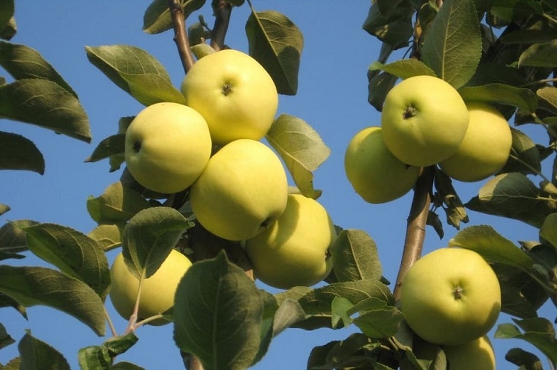 تصویر 4 از قیمت سیب استخوانی دماوند + خرید باور نکردنی