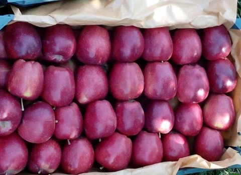 تصویر 1 از خرید سیب درجه یک صادراتی + قیمت فروش استثنایی