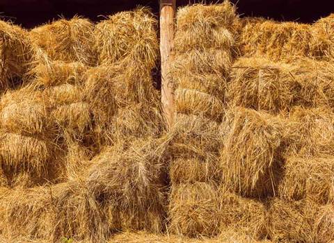 تصویر 4 از قیمت خرید یونجه خشک شده با فروش عمده