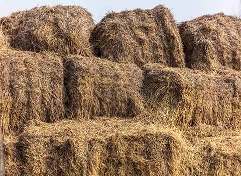 تصویر 1 از خرید و قیمت یونجه غذای خر + فروش صادراتی
