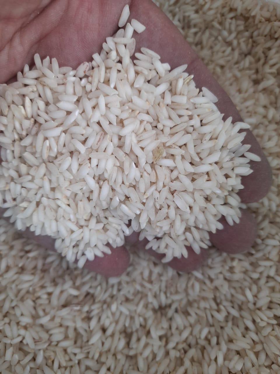تصویر 4 از قیمت خرید برنج عنبربو درجه یک + فروش ویژه