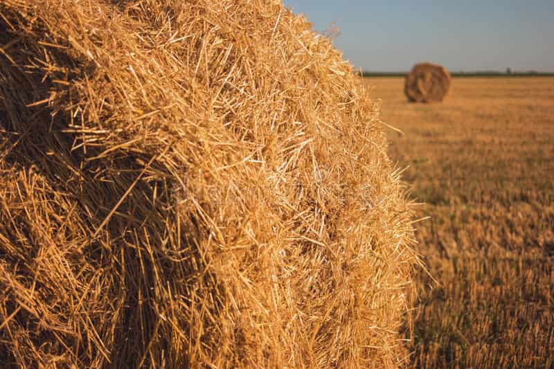 تصویر 1 از خرید خوراک دام کاشمر + قیمت فروش استثنایی