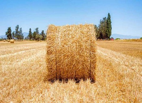 تصویر 1 از خرید و فروش خوراک دام گیلان با شرایط فوق العاده