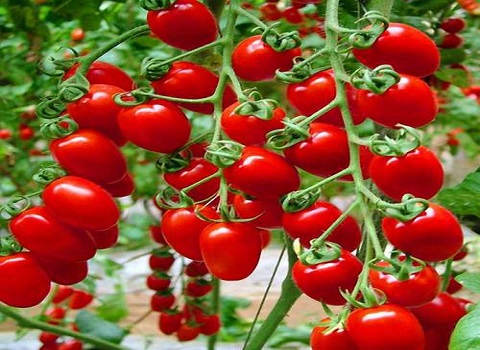 تصویر 3 از خرید و قیمت گوجه گلخانه ای همدان + فروش عمده
