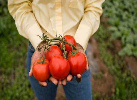 تصویر 2 از قیمت گوجه گلخانه ای یزد + خرید باور نکردنی