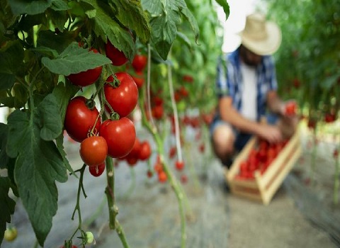 تصویر 1 از قیمت گوجه گلخانه ای جیرفت + خرید باور نکردنی