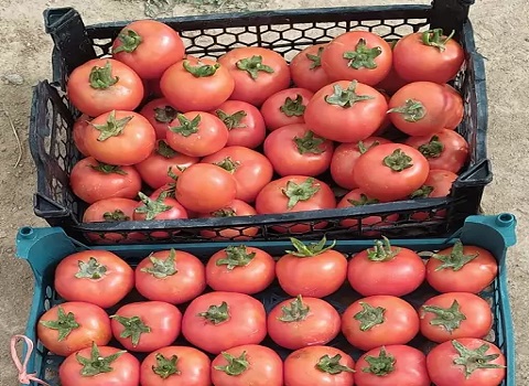 تصویر 2 از قیمت گوجه گلخانه ای جیرفت + خرید باور نکردنی