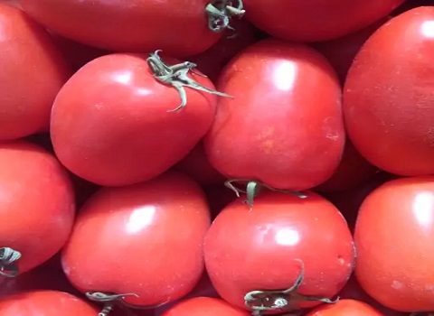 تصویر 3 از قیمت گوجه گلخانه ای جیرفت + خرید باور نکردنی
