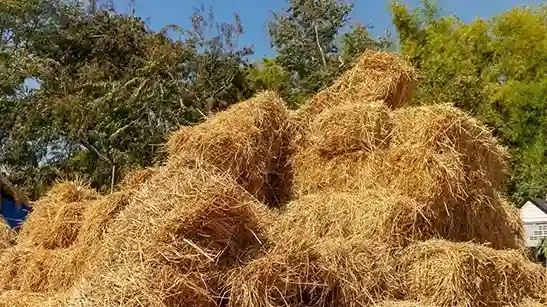 تصویر 2 از خرید خوراک دام اصفهان + قیمت فروش استثنایی
