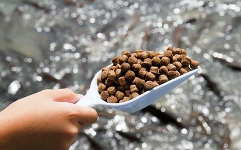 تصویر 1 از قیمت غذای پولکی ماهی + خرید باور نکردنی