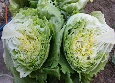 تصویر 4 از فروش کاهو آیسبرگ صادراتی + قیمت خرید به صرفه