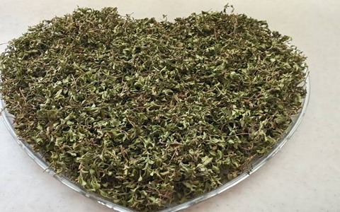 تصویر 2 از فروش گیاه دارویی آویشن شیرازی + قیمت خرید به صرفه