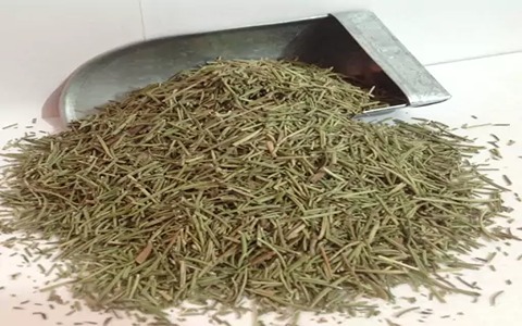 تصویر 1 از فروش گیاه دارویی رزماری + قیمت خرید به صرفه