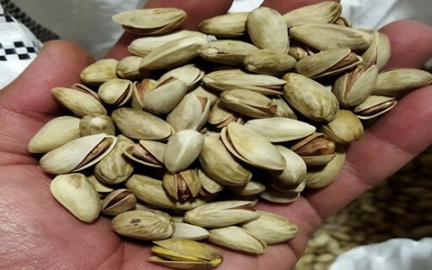 تصویر 1 از خرید و قیمت پسته خنجری تازه + فروش صادراتی