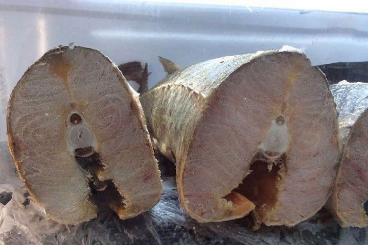 تصویر 4 از خرید ماهی خاویار شمال + قیمت فروش استثنایی