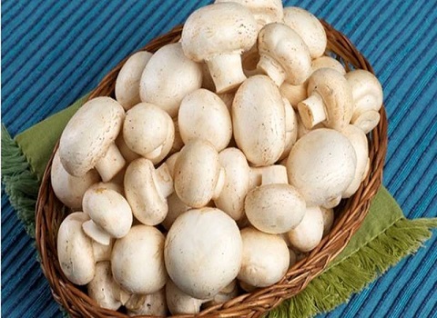 تصویر 2 از خرید قارچ تازه سفید + قیمت فروش استثنایی