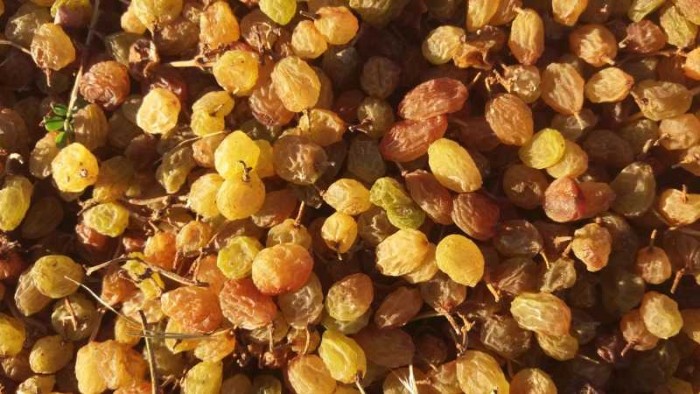 تصویر 3 از خرید و قیمت کشمش تیزابی طلایی + فروش صادراتی