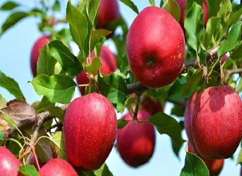 تصویر 3 از قیمت سیب درختی درجه یک + خرید باور نکردنی