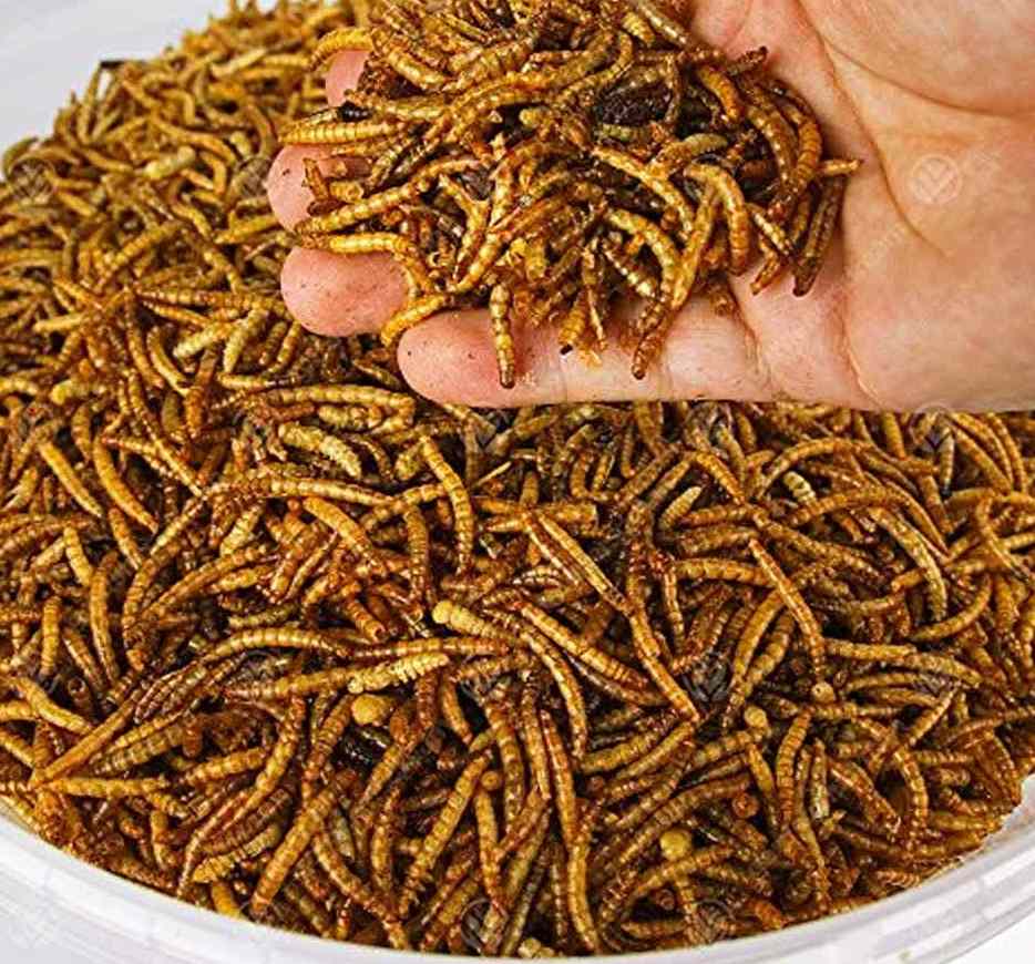 تصویر 1 از خرید و فروش غذای ماهی کرم خشک با شرایط فوق العاده