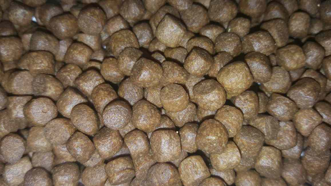 تصویر 4 از خرید و فروش غذای ماهی قزل آلا بیضا با شرایط فوق العاده