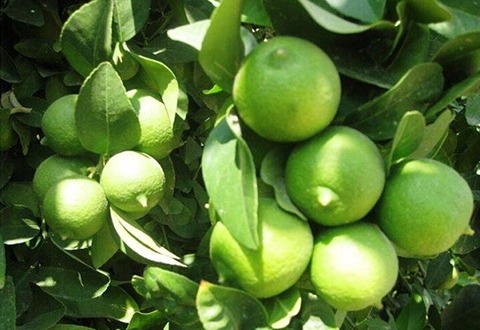 تصویر 2 از خرید لیمو ترش آبگیری + قیمت فروش استثنایی