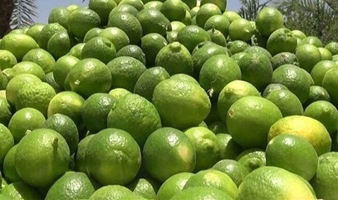 تصویر 1 از خرید لیمو ترش آبگیری + قیمت فروش استثنایی