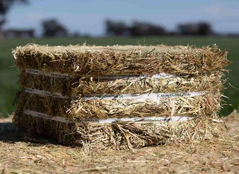 تصویر 2 از قیمت خرید خوراک دام تبریز + فروش ویژه