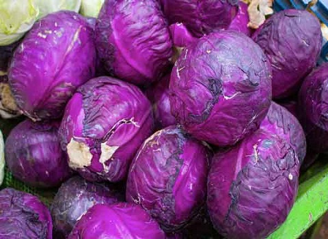 تصویر 3 از قیمت خرید کلم برگ بنفش + فروش ویژه