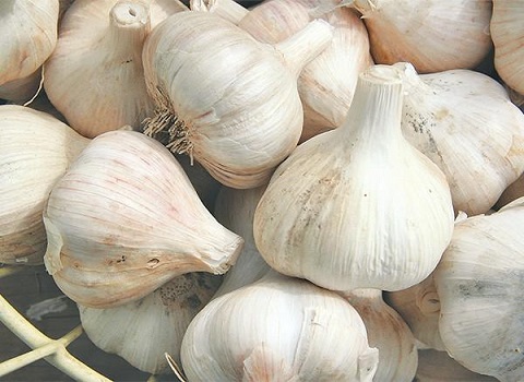 تصویر 1 از خرید و قیمت سیر همدان عمده + فروش صادراتی