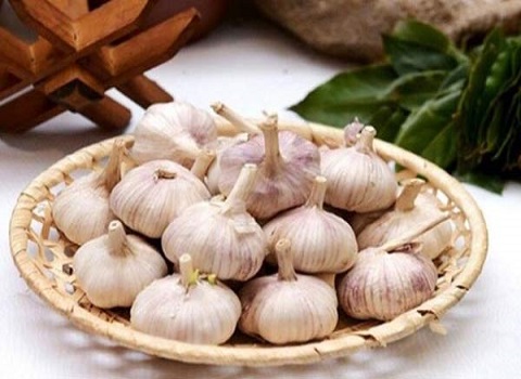 تصویر 3 از قیمت خرید سیر درجه یک همدان با فروش عمده